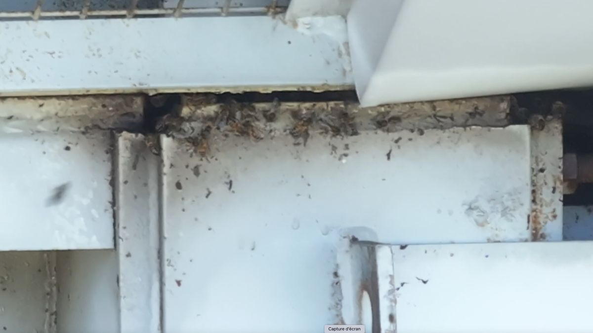 Nid d'abeille localisé dans le silo